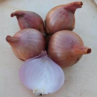 Multiplier Onion Sets Thumbnail
